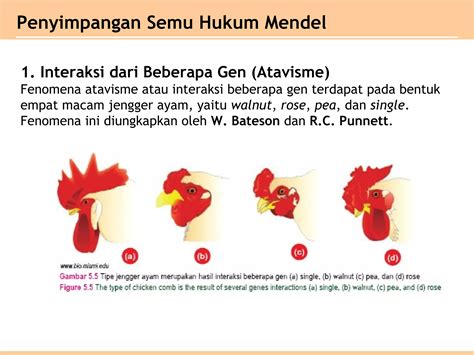 Bab 5 Pola Pola Hereditas Kelas XII SMA IPA PPT