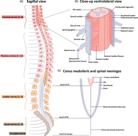 The Tracts Cytoarchitecture And Neurochemistry Of The Spinal Cord