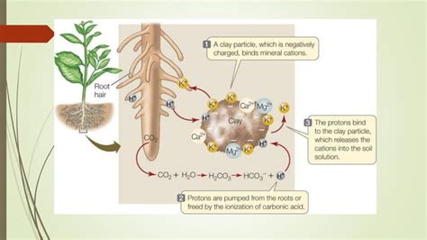 How Does Nutrient Uptake Affect Plant Growth Rqoder