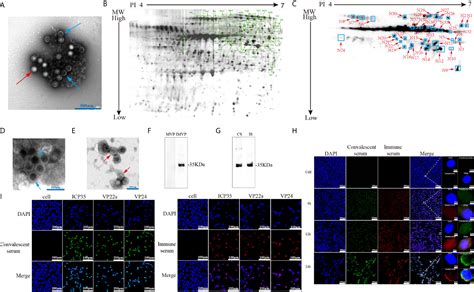 Frontiers Immunological Identification And Characterization Of The