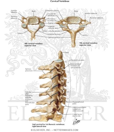 Cervical Vertebrae Diagram