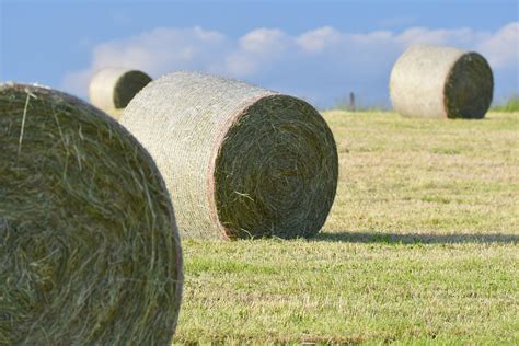 Hay Bales Straw Field Free Photo On Pixabay Pixabay