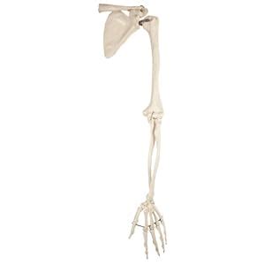 Amazon B Scientific A L Left Arm Human Skeleton With Scapula And