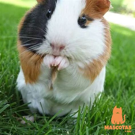 Cobayas🐹 Características Razas Y Cuidados Mascotas Y Más Cobayas