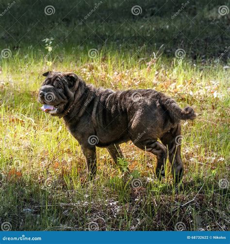 Shar Pei Dog Stock Photo Image Of Funny Canine Adorable 68732622