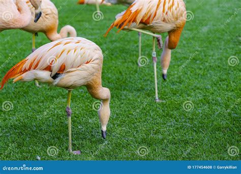 Closeup Of Beautiful Flamingos Group Searching For Food In The Grass Vibrant Birds On A Green