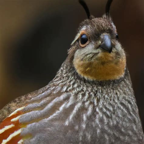 Hunting California Quail In California: A Bird Hunter’s Paradise ...