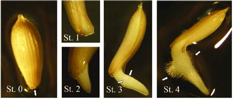 Developmental stages (St.) of lettuce seeds and definitions of the ...