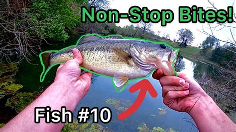 Catching Lots Of Bass In Clear Water With Wacky Rig Youtube