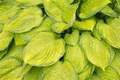 Yellow Hostas: Stunning Foliage for an Eye-Catching Garden