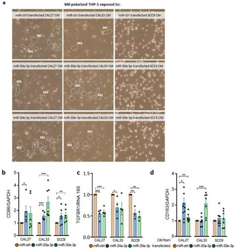 Ijms Free Full Text Tumor Suppressive And Immunomodulating Activity