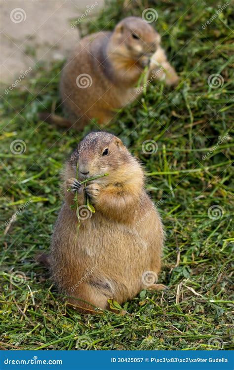 Prairie Dogs stock image. Image of hole, tailed, furry - 30425057