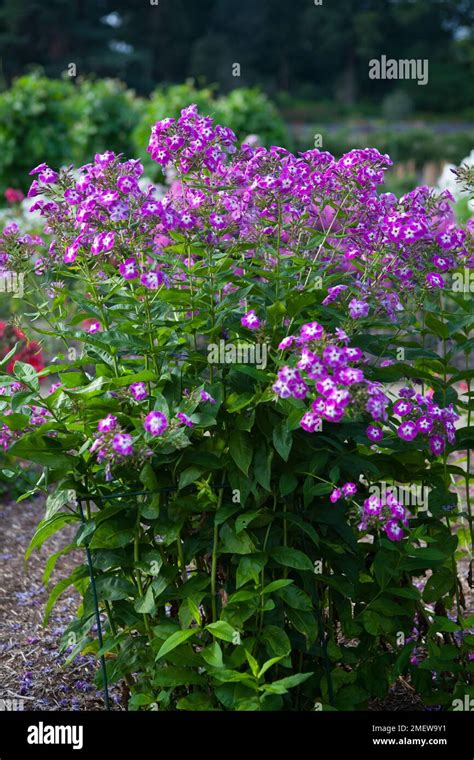 Phlox Paniculata Wilhelm Kesselring Stock Photo Alamy