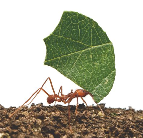 Controle Das Formigas Cortadeiras Na Agricultura Org Nica Revista