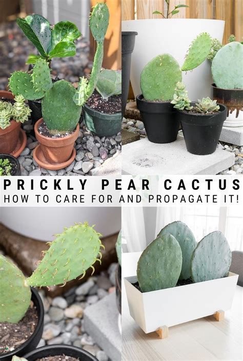 Learn all about how to grow prickly pear cactus with my simple prickly ...