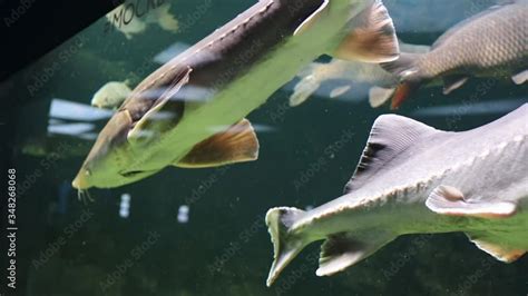 Sturgeons Swim Underwater In An Aquarium With Water Different Types Of