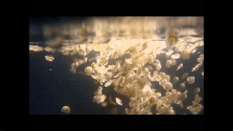 カブトガニ孵化 Hatching Of Horseshoe Crab Youtube