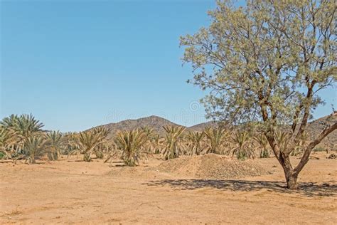 Green Trees in Sahara Desert Stock Photo - Image of nature, side: 106157594