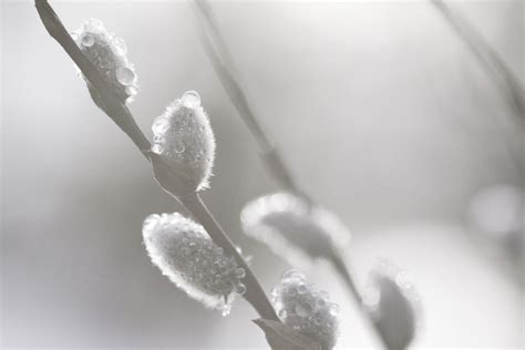 Bildet Natur Gren Sn Vinter Svart Og Hvit Blad Blomst Petal