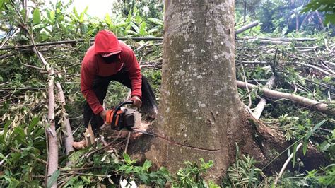 Tebang Pohon Sengon Untuk Bahan Triplek Youtube