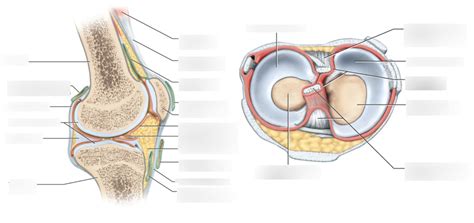 BIOL 203 Tibiofemoral Joint Anatomy Diagram | Quizlet