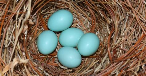 Une Poule Qui Pond Des Oeufs Bleus C Est Incroyable Mais Bel Et Bien