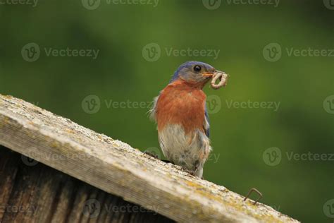 eastern bluebird with food 20925313 Stock Photo at Vecteezy