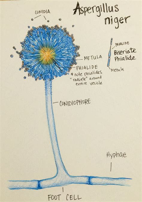 Illustration Of Aspergillus Niger With Labeled Structures Picture to Pin on Pint ...