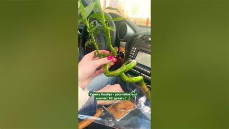 ПОДАРОК ДЛЯ БАБУШКИ - веточка сочного бамбука 🎁 ️‍🔥 - YouTube