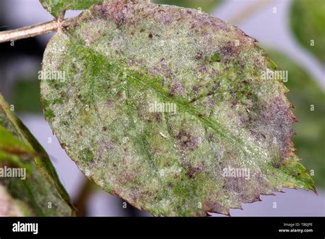 Powdery Mildew Podosphaera Pannosa Fungal Disease On Rose Leaves