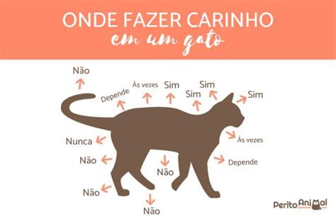 Benefícios de fazer CARINHO em um GATO Provados cientificamente