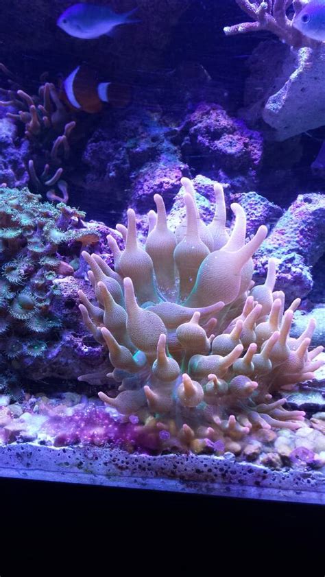 Post Pics Of Your High End BTA REEF2REEF Saltwater And Reef Aquarium