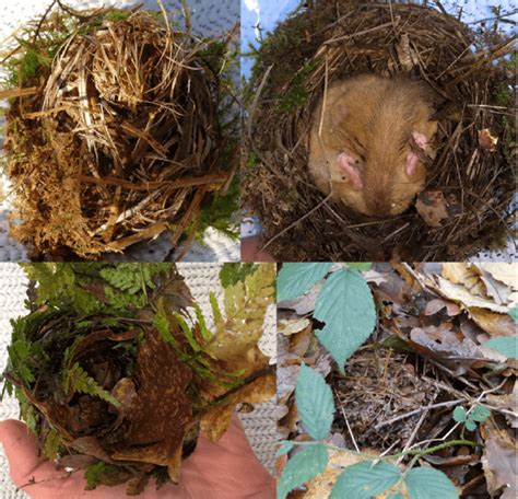 Elusive winter engineers: hazel dormouse hibernation nests - PTES