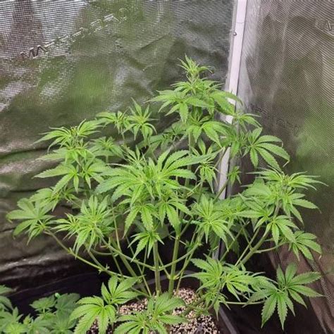 Royal Queen Seeds Hulkberry Grow Diary Journal Week By Sincimilia