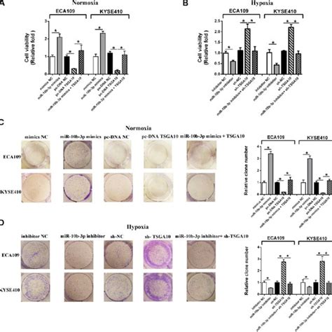 Hypoxia Induced Mir 10b 3p Enhances Escc Cell Proliferation A Eca109