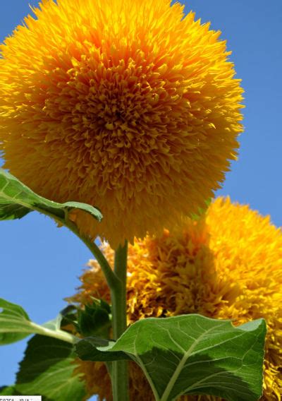 Teddy Bear Sunflowers - A Cuddly Giant Flower - The Gardening Cook