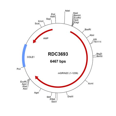 Mouse GRIN2C NMDAR2C NP 034480 2 VersaClone CDNA RDC3693 R D Systems