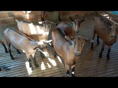 CRIAÇÃO DE CABRAS LEITEIRAS PARDA E TOGGENBURG NO CARIRI PARAIBANO