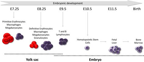 Hemangioblast Hemogenic Endothelium And Primitive Versus Definitive