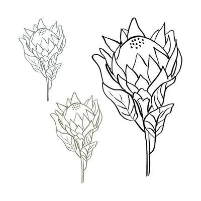 Protea Vector Art, Icons, and Graphics for Free Download