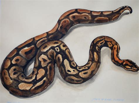 Snake Study – Don Conroy
