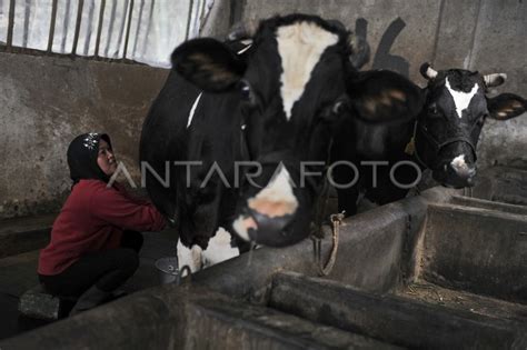 Peternak Sapi Perah Pujon Antara Foto