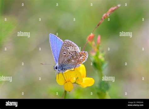 Adonis Blue Eggs Hi Res Stock Photography And Images Alamy