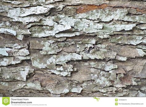 Tree Bark Background Brown Tile Able Texture Stock Photo Image Of