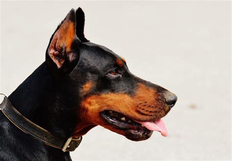 Doberman Pinscher Temperament & Personality | Canna-Pet®