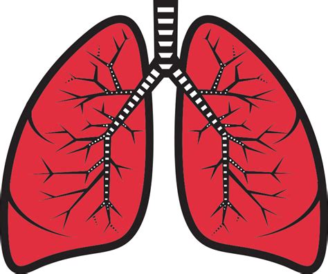 Lungs - Openclipart