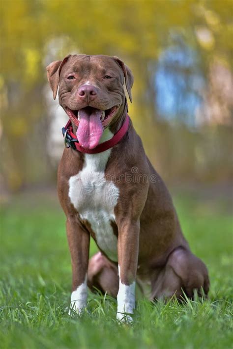 Brown pit bull terrier stock image. Image of ears, puppy - 126932241