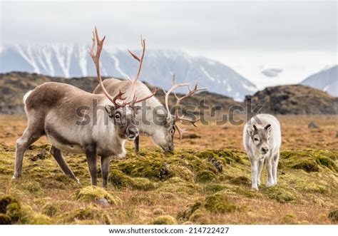 Herd Reindeer Photos and Images | Shutterstock