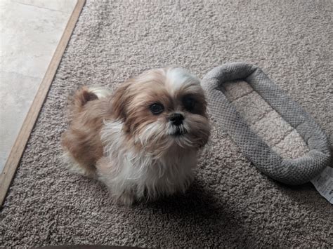 my lil nugget | Scrolller