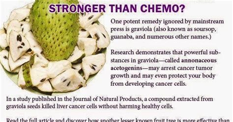 Live Healthy Live Longer Can Graviola Soursop Cure Cancer